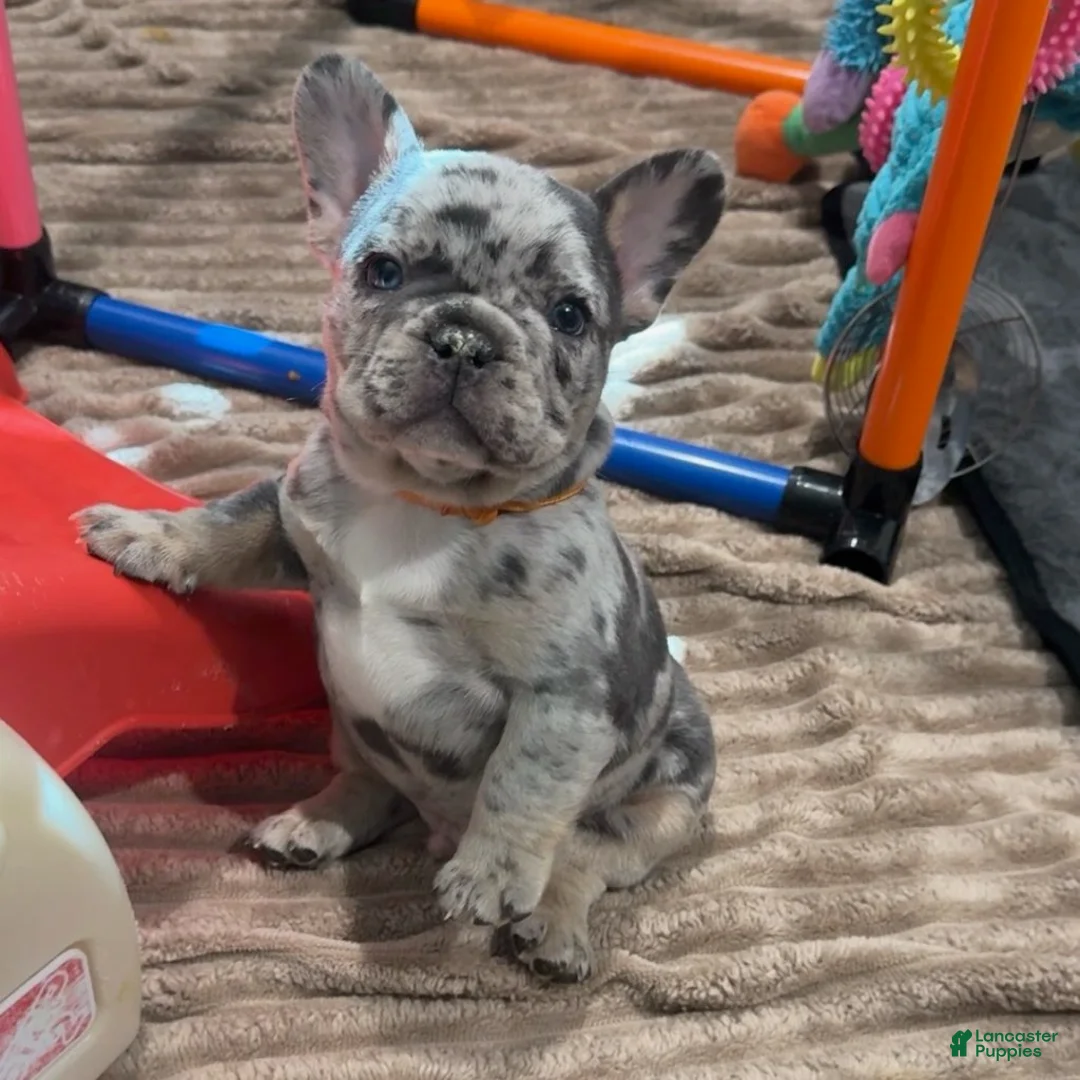 French Bulldog dogs for sale: Ray - Ad 2