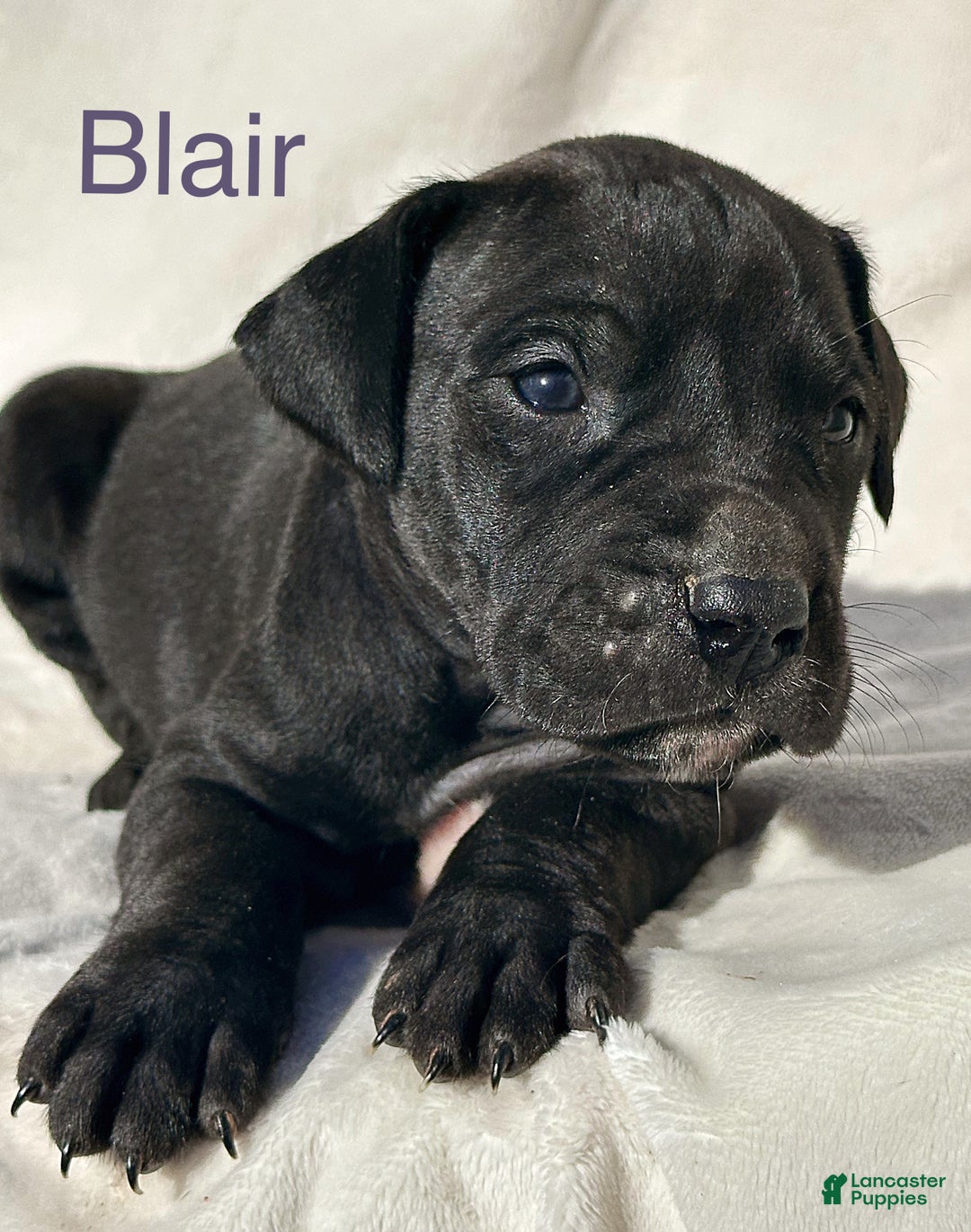 Great Dane dogs for sale: Blair - Ad 7
