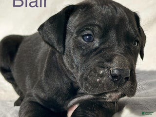 Great Dane dogs - Ad 37