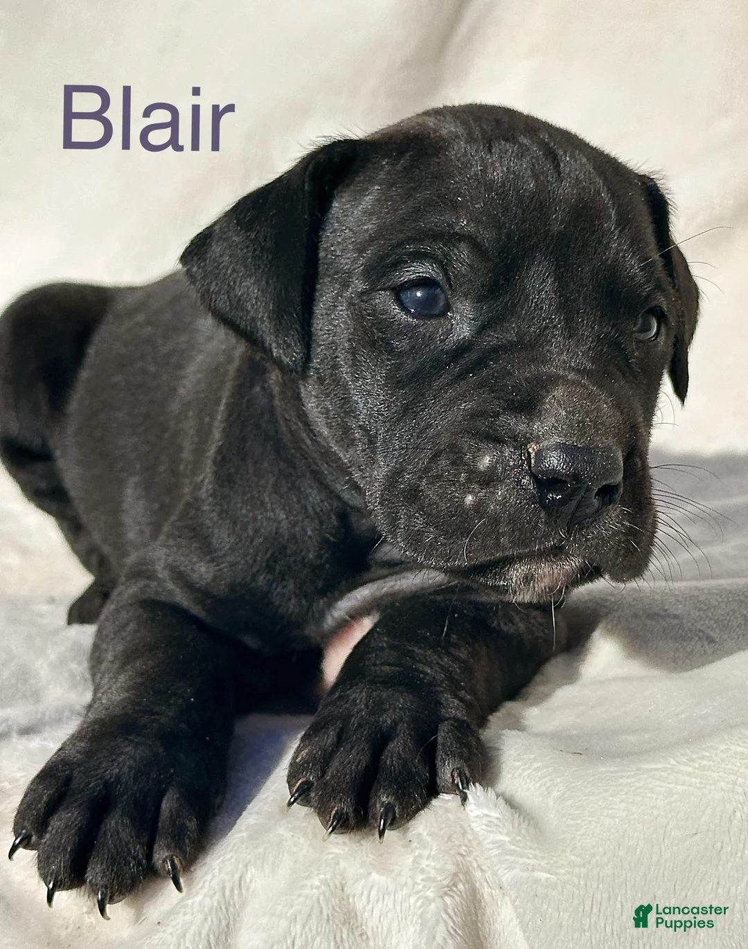 Great Dane dogs for sale: Blair - Ad 10