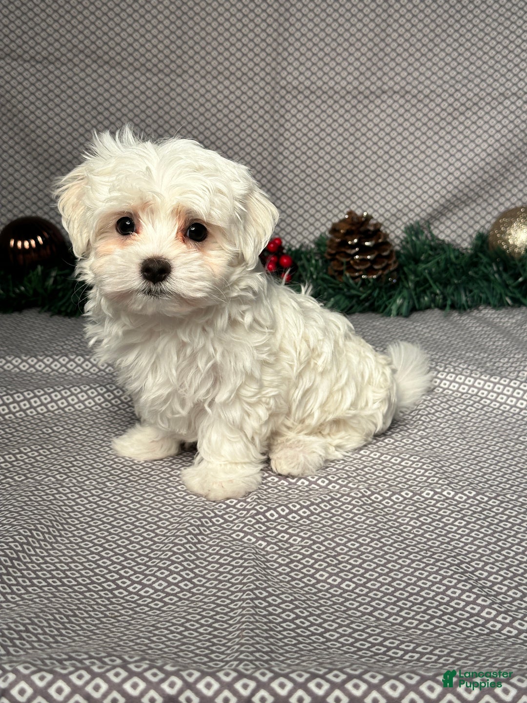 Maltese dogs for sale: Jackson - Ad 2