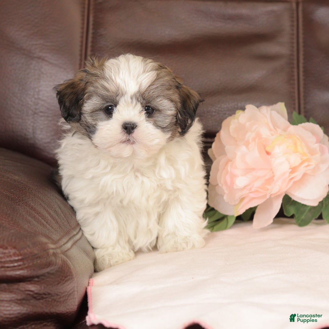 Mixed Breed dogs for sale: Copper - Ad 1