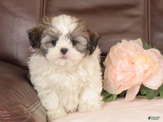 Mixed Breed dogs Copper - Ad 33