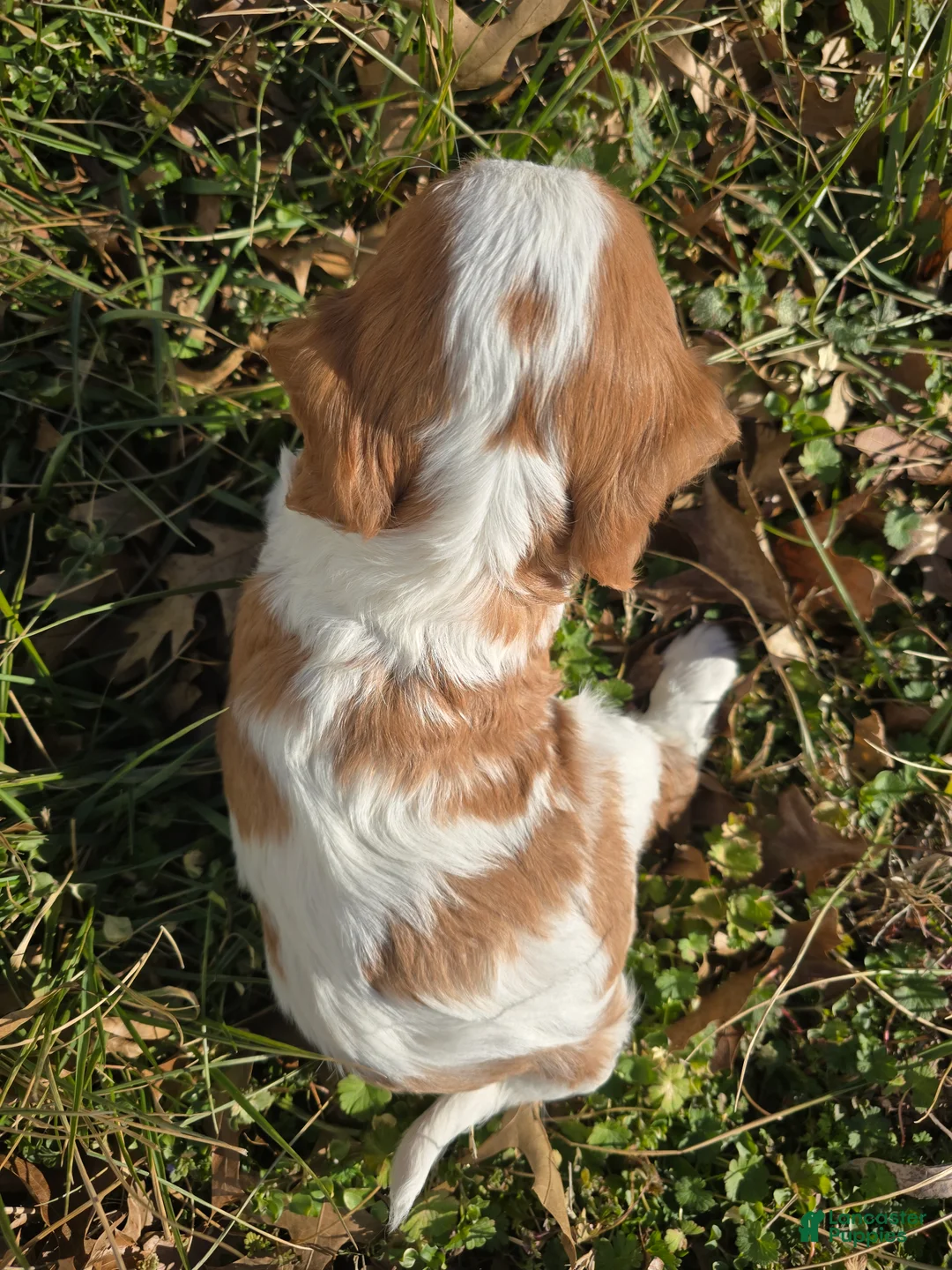 Cavalier King Charles Spaniel dogs for sale: Dakota - Ad 17