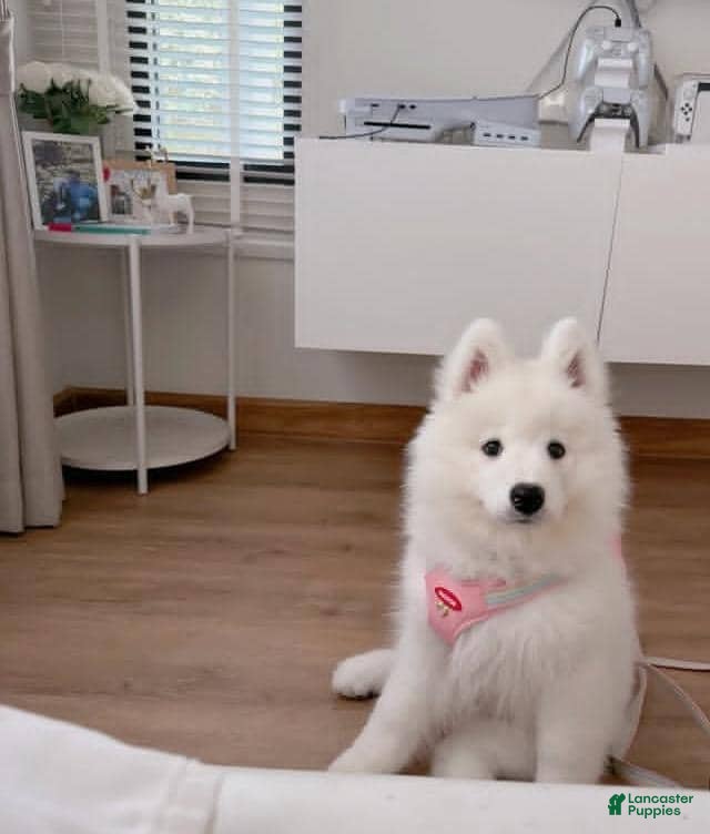 Samoyed dogs Mona - Ad 10