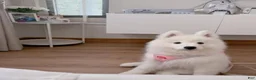Samoyed dogs for sale: Mona - Ad 1