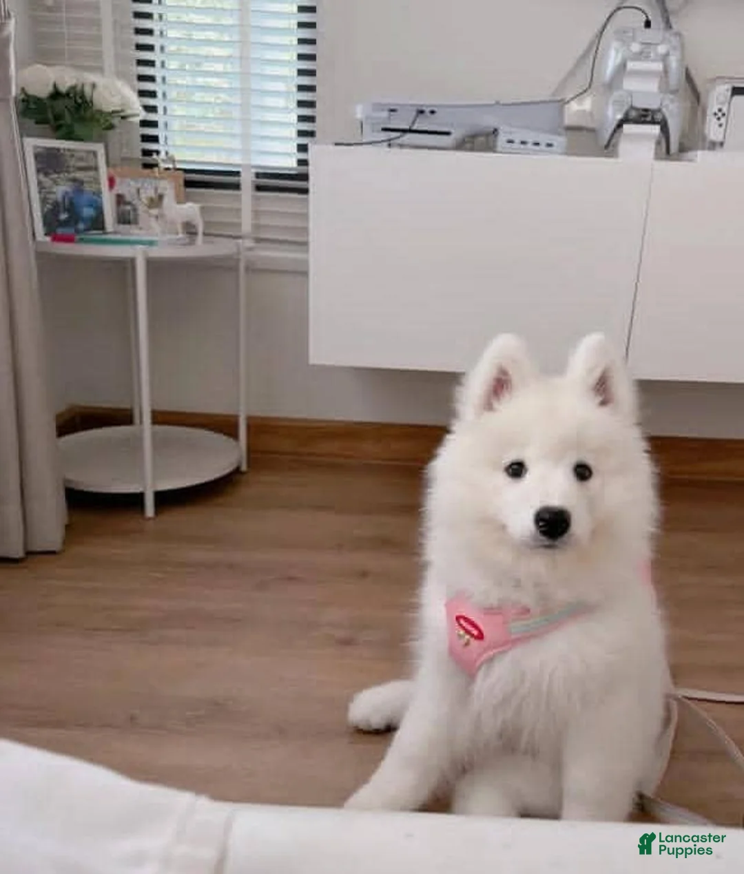 Samoyed dogs for sale: Mona - Ad 1