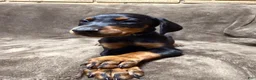 Doberman Pinscher dogs for sale: Zara - Ad 2