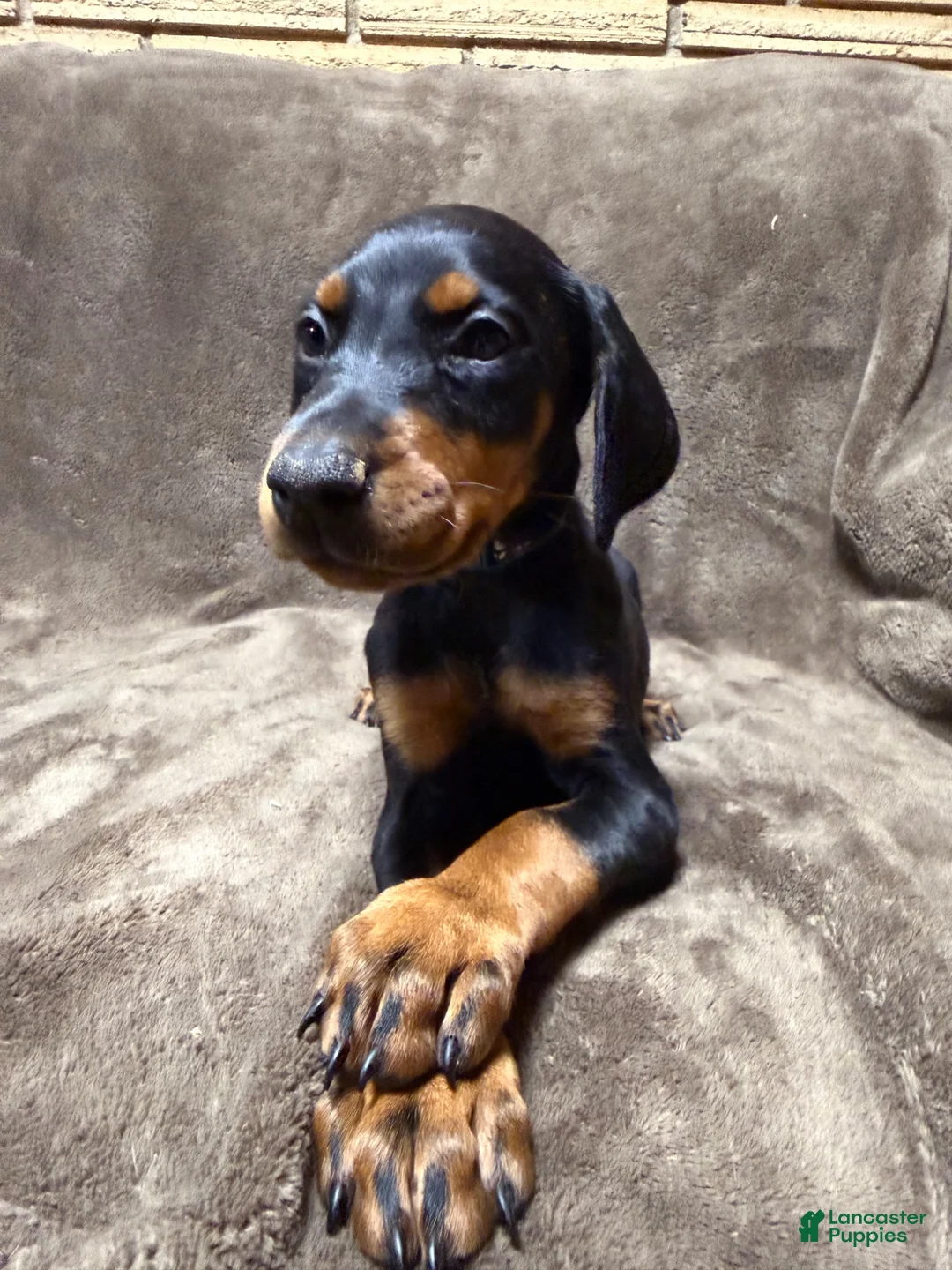 Doberman Pinscher dogs for sale: Zara - Ad 2