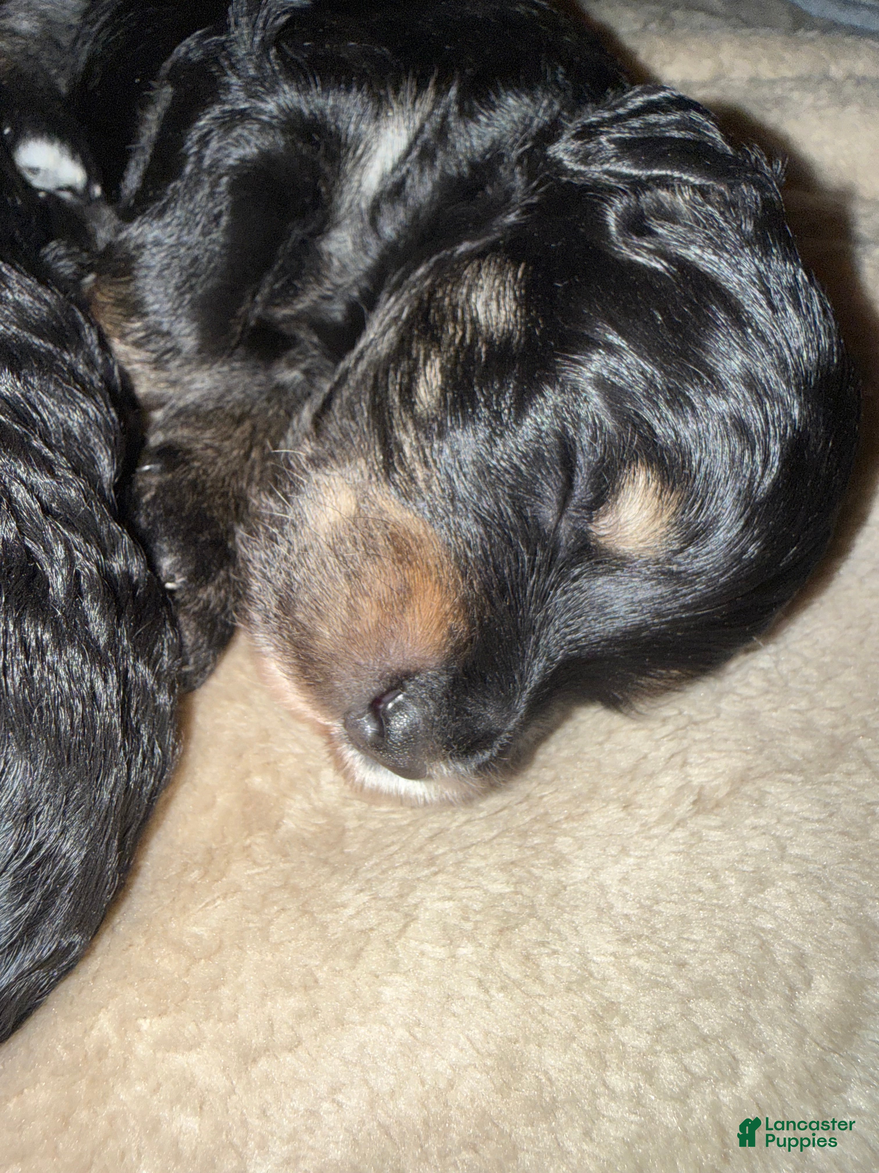 Mini Goldendoodle dogs Mini Goldendoodle Puppy 5 - Ad 3