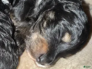 Mini Goldendoodle dogs Mini Goldendoodle Puppy 5 - Ad 3