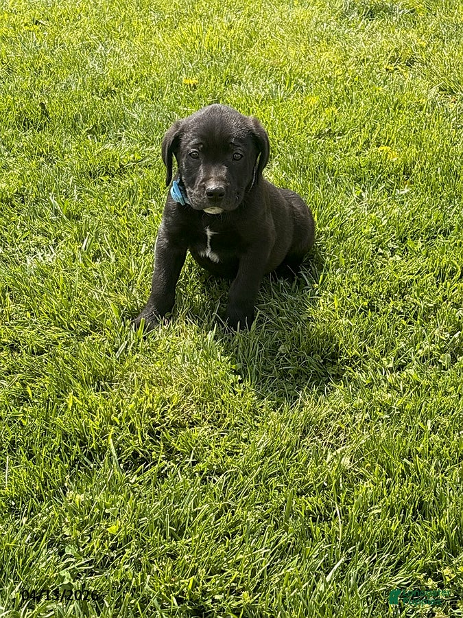 Mixed Breed dogs Charlie - Ad 35