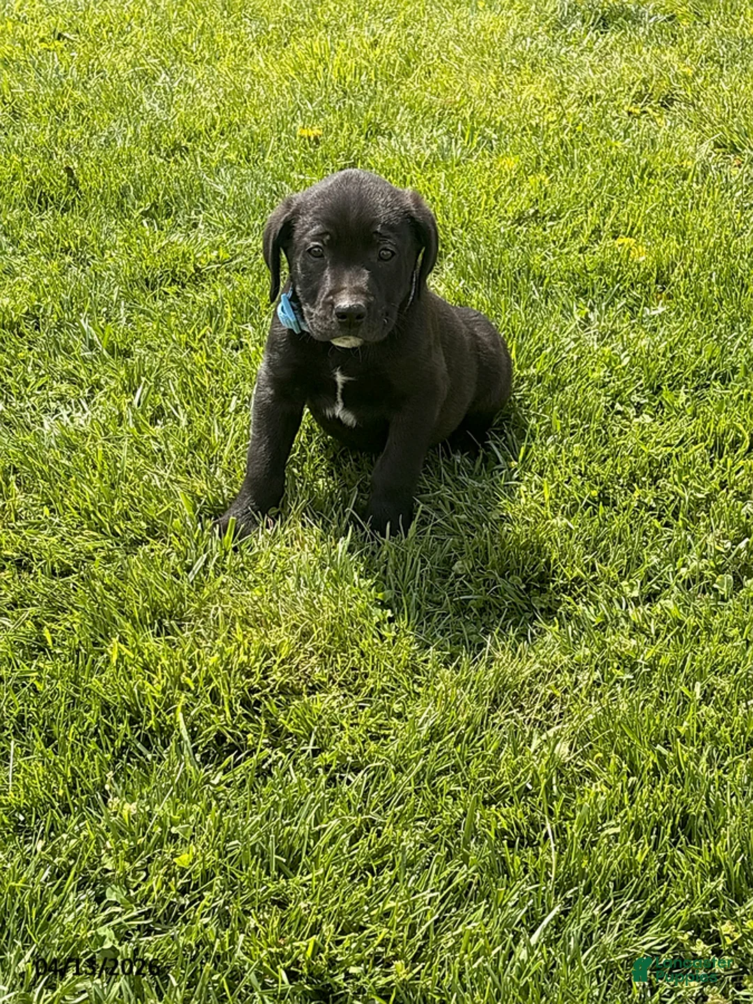 Mixed Breed dogs for sale: Charlie - Ad 1