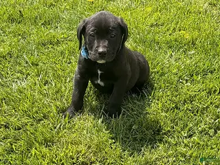 Mixed Breed dogs Charlie - Ad 38