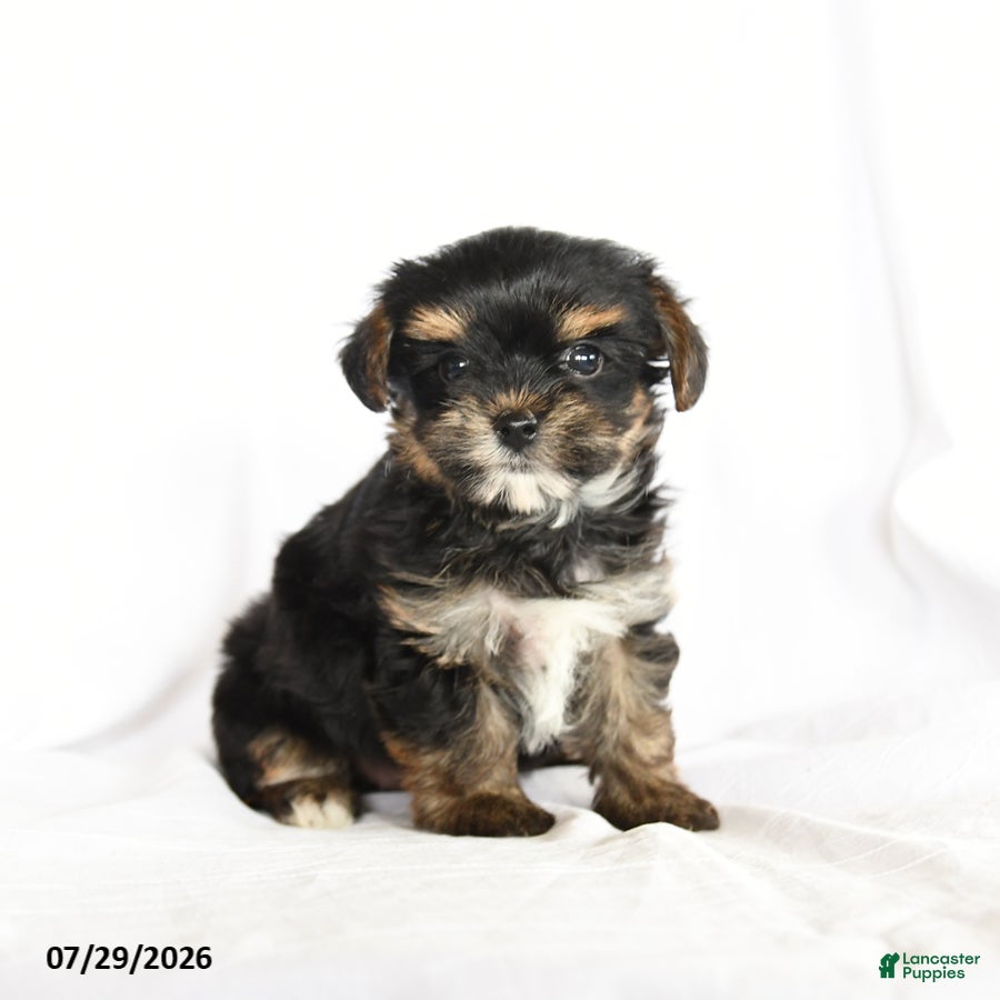 Yorkshire Terrier dogs Pip  - Ad 1
