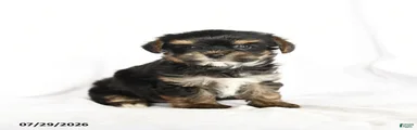 Pip 