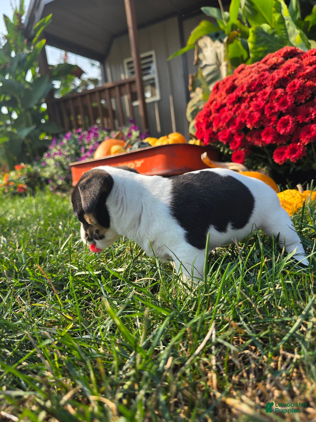 Jack Russell Terrier dogs for sale: Tootsie  - Ad 4