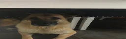 Mixed Breed dogs for sale: Mixed Breed 1 - Ad 3