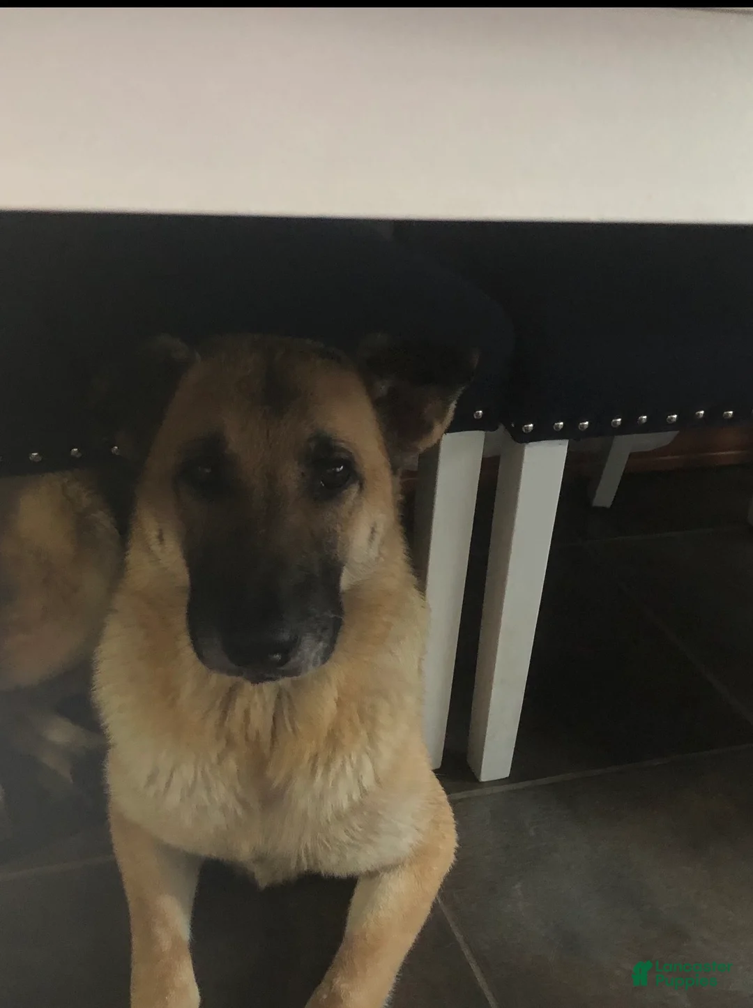 Mixed Breed dogs for sale: Mixed Breed 1 - Ad 3