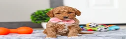 Mini Goldendoodle dogs for sale: Mia - Ad 1