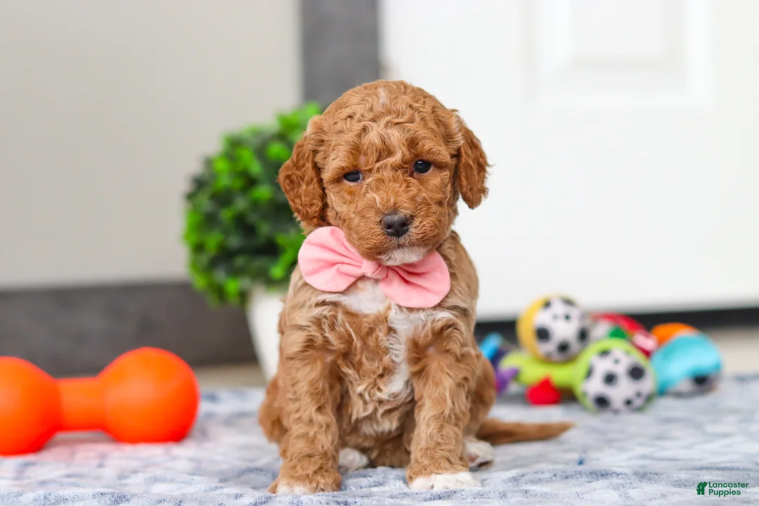 Mini Goldendoodle dogs for sale: Mia - Ad 1