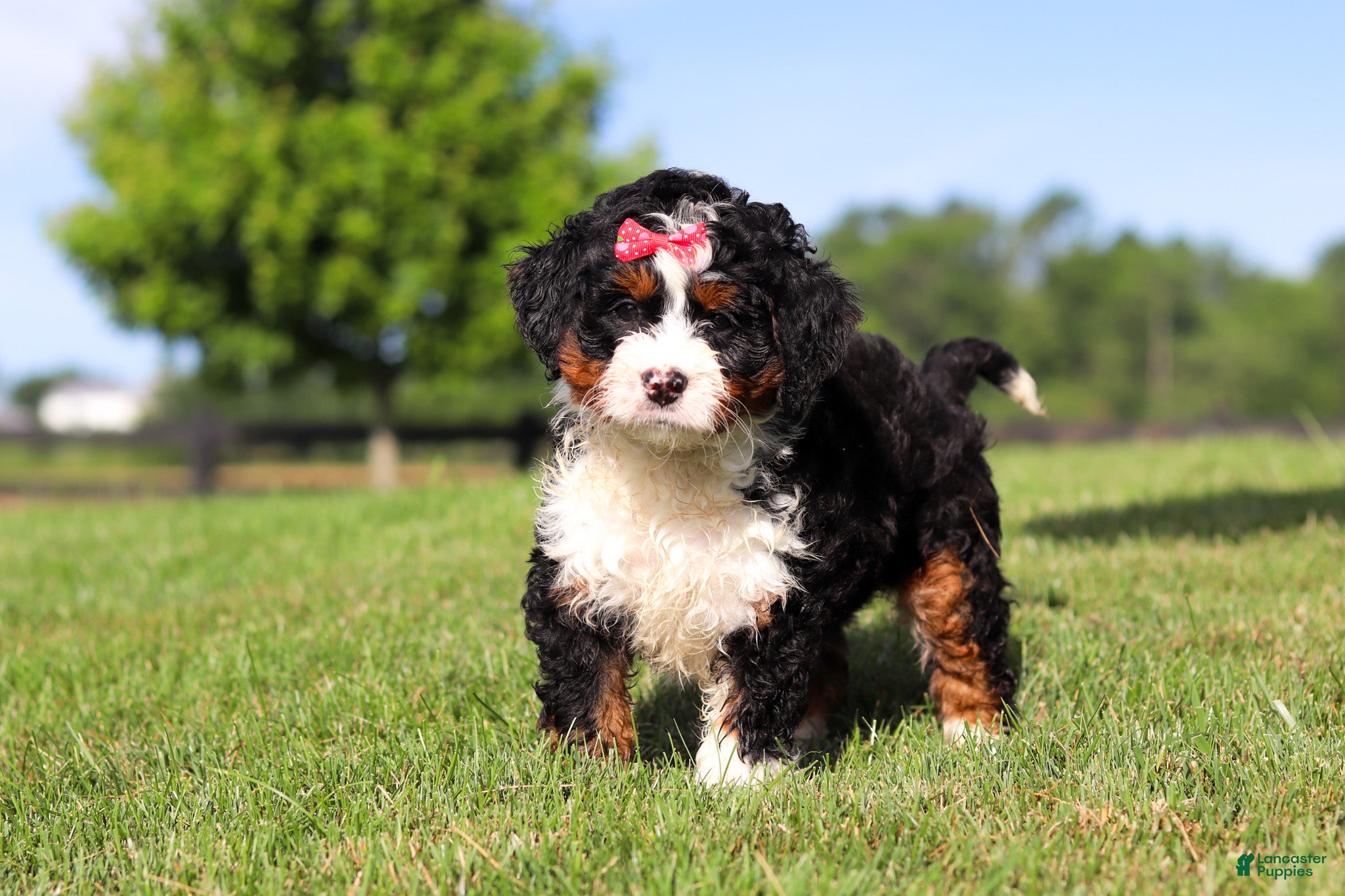 Mini Bernedoodle dogs Pistachio - Ad 1