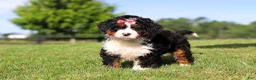 Mini Bernedoodle dogs for sale: Pistachio - Ad 1
