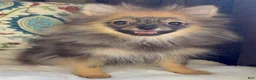 Pomeranian dogs for sale: Pomeranian Puppy Ruby - Ad 9