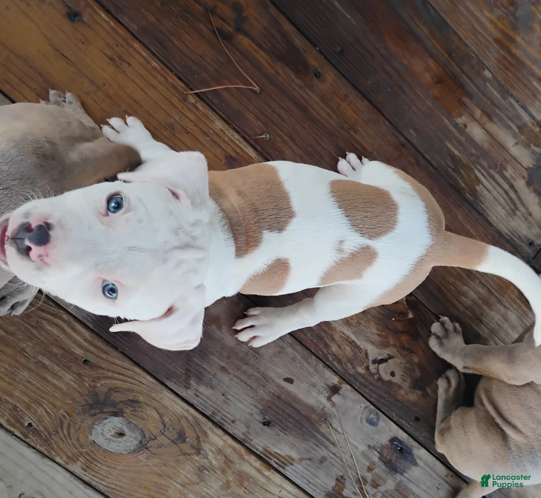 American Pit Bull Terrier dogs for sale: American Pit Bull Terrier 6 - Ad 2