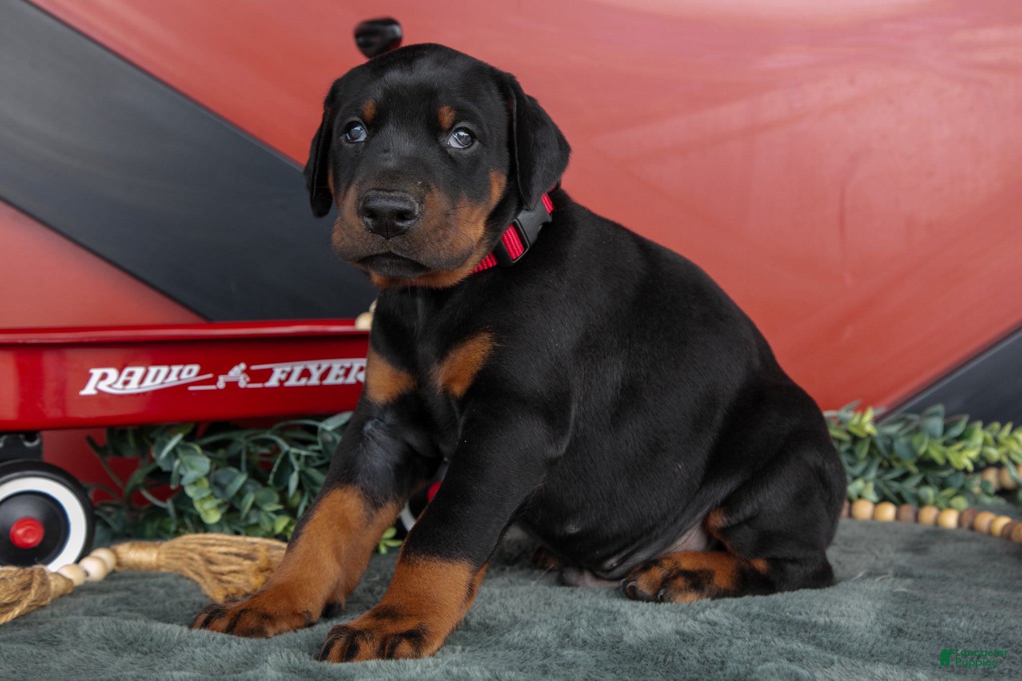 Doberman Pinscher dogs Rover - Ad 1