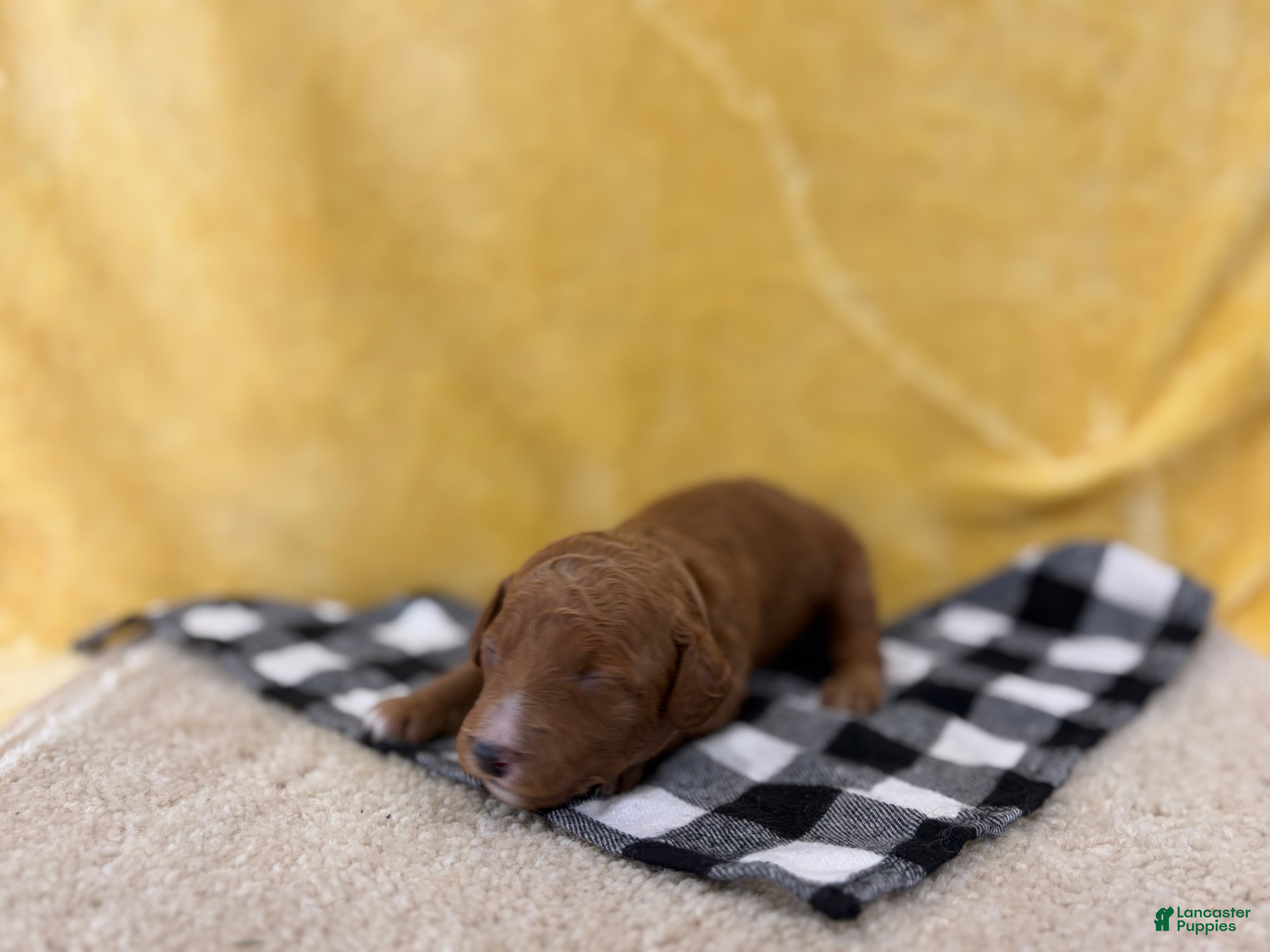 Mini Goldendoodle dogs Otto - Ad 2