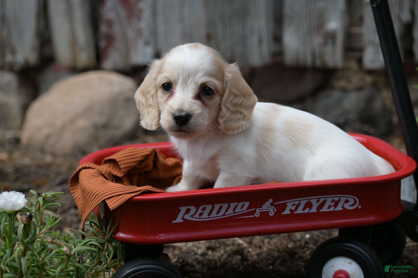 Miniature Dachshund dogs Barry - Ad 1