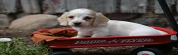 Miniature Dachshund dogs for sale: Miniature Dachshund 2 - Ad 8