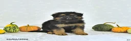 German Shepherd dogs for sale: Izzy - Ad 3
