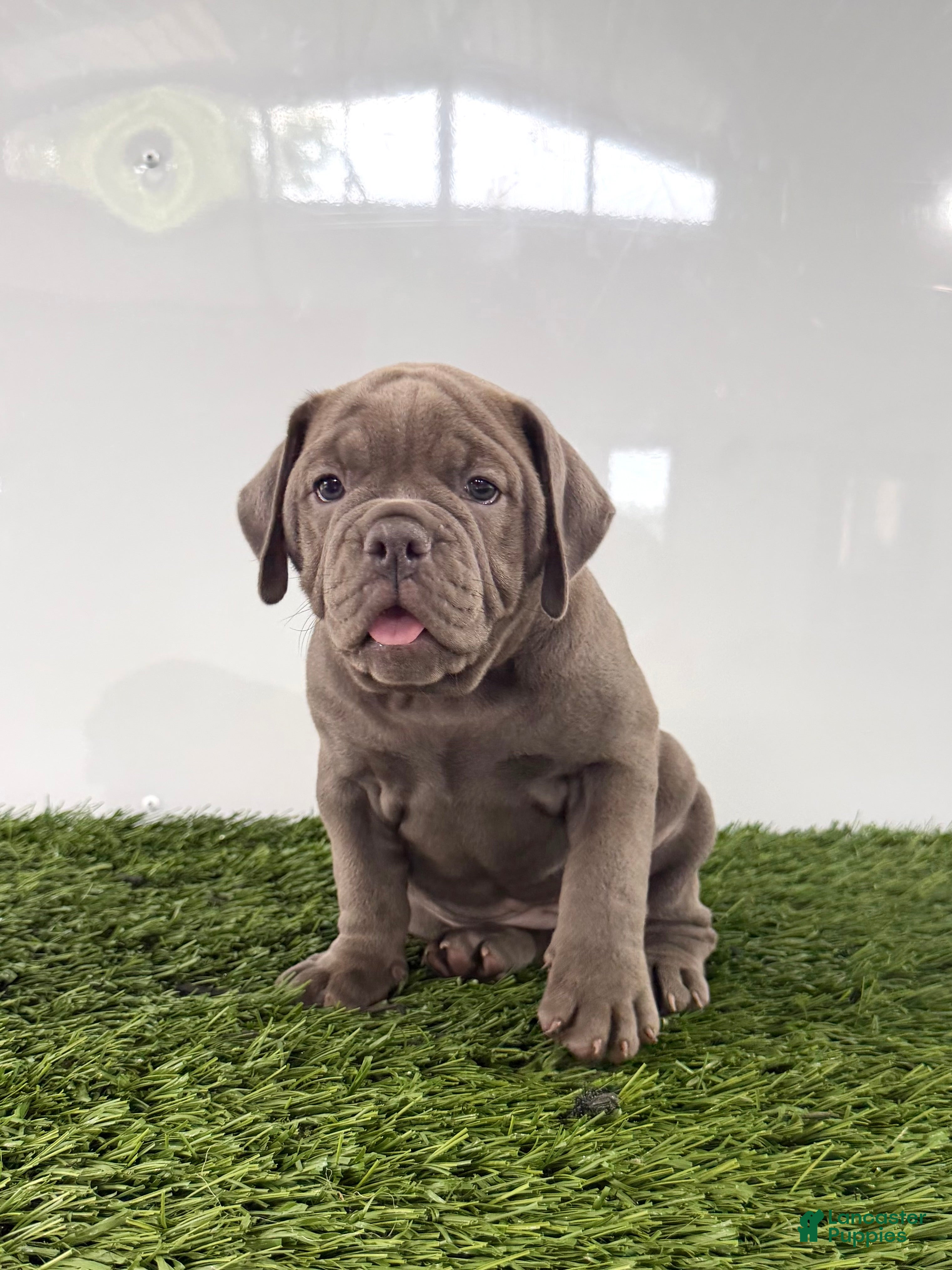 Olde English Bulldogge dogs Lexi - Ad 2