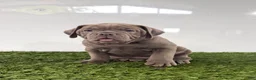 Olde English Bulldogge dogs for sale: Lexi - Ad 2