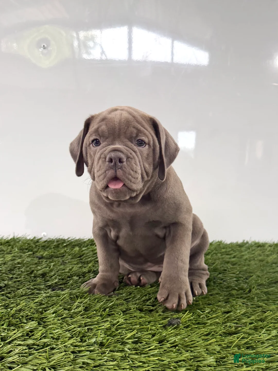 Olde English Bulldogge dogs for sale: Lexi - Ad 2
