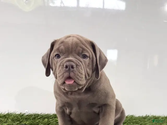 Olde English Bulldogge dogs for sale: Lexi - Ad 2