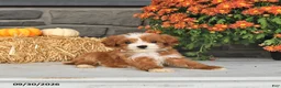 Cavapoo dogs for sale: Rosa  - Ad 4