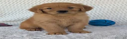 Golden Retriever dogs for sale: Charlie  - Ad 1