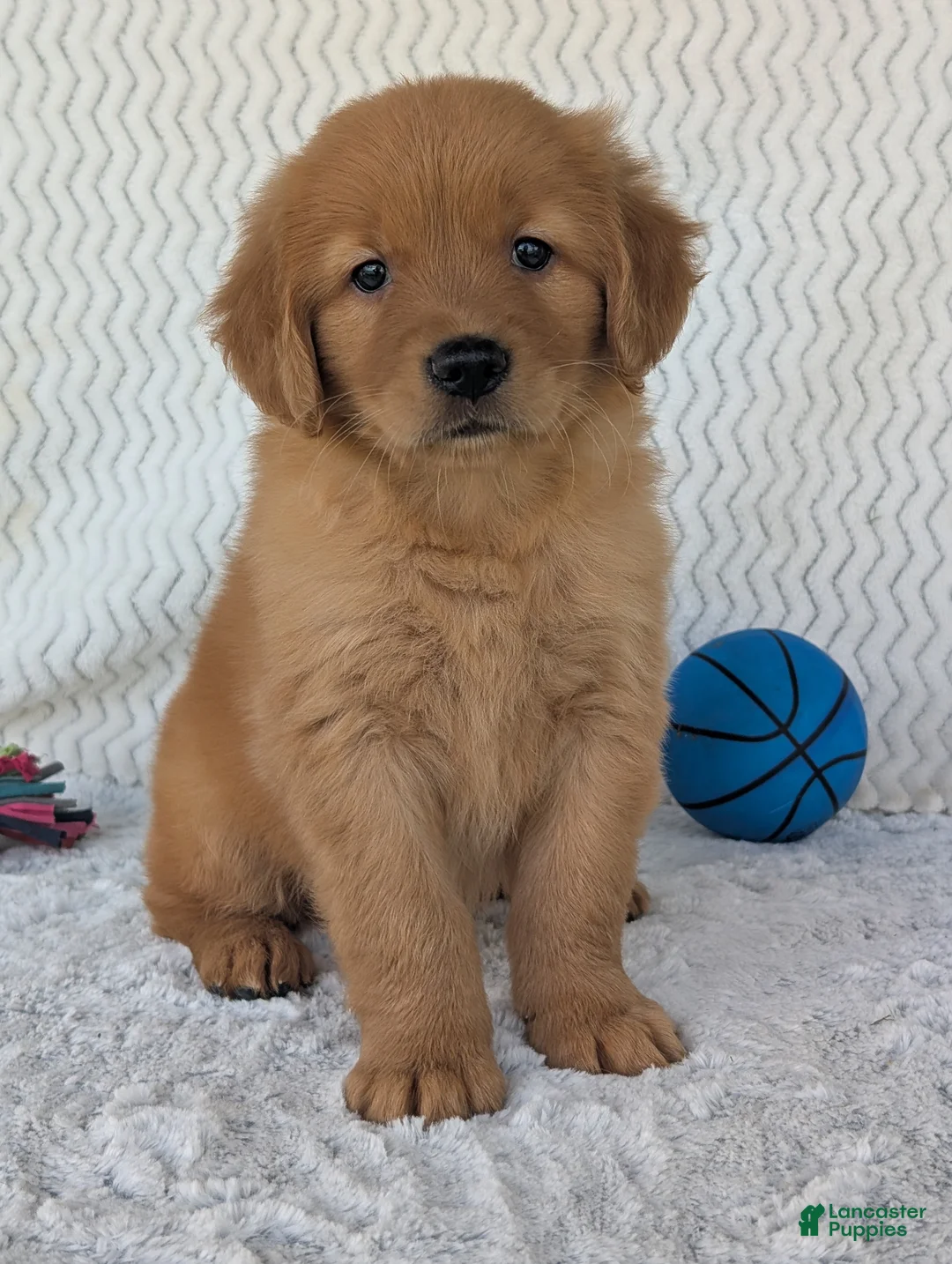 Golden Retriever dogs for sale: Charlie  - Ad 1