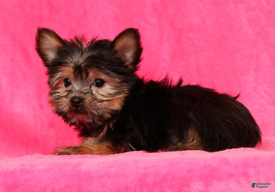 Yorkshire Terrier dogs for sale: Buddy - Ad 4