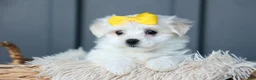 Maltese dogs for sale: PEBBLES - Ad 17