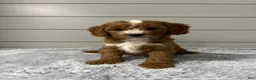 Cavapoo dogs for sale: Maverick  - Ad 3