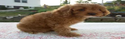 Cavapoo dogs for sale: Tina - Ad 5