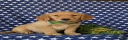Golden Retriever dogs for sale: Colbert - Ad 3