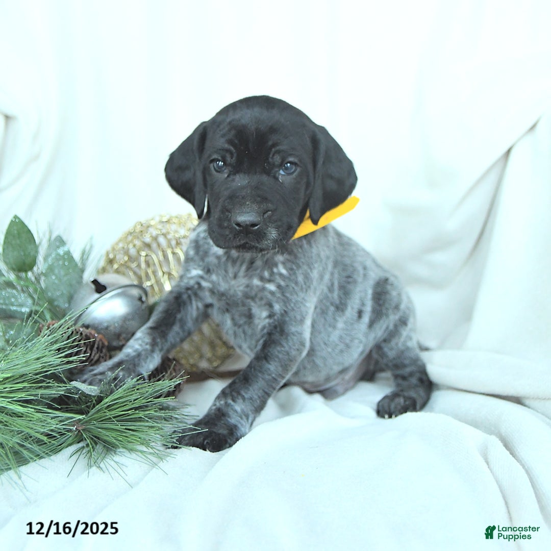 German Shorthaired Pointer dogs for sale: Dustin - Ad 4
