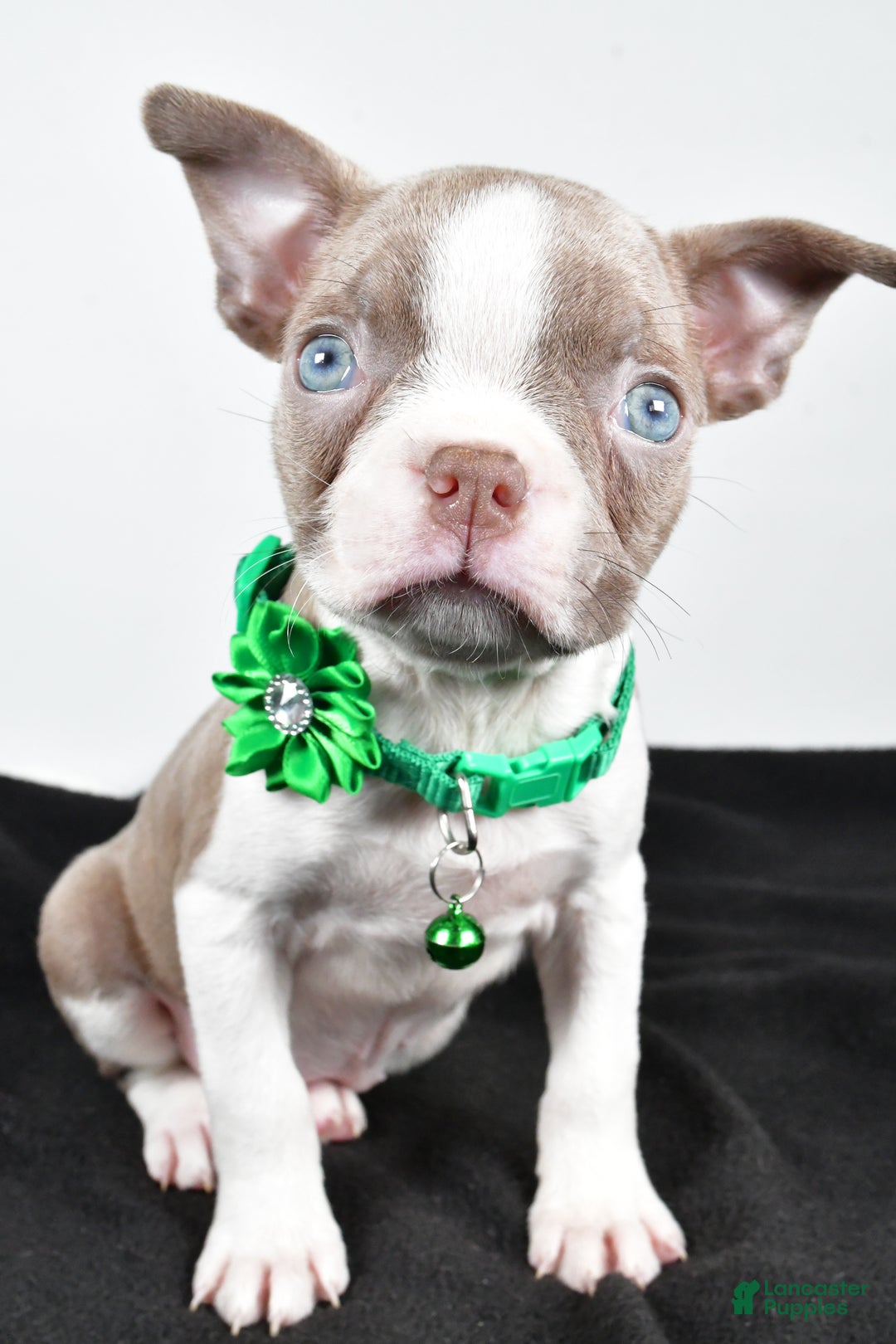 Boston Terrier dogs for sale: Yalena - Ad 2