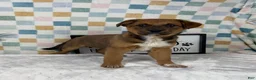 Australian Cattle Dog dogs for sale: Rueben  - Ad 2