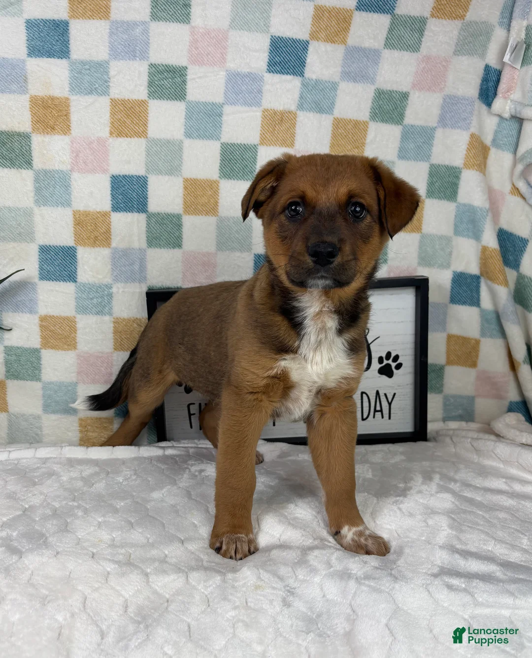 Australian Cattle Dog dogs for sale: Rueben  - Ad 2